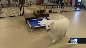 10% discount for stays of 7 nights or longer. Dog Daycares Pet Boarding Facilities See Decline In Business During Pandemic