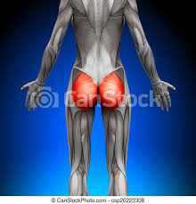 Maybe you would like to learn more about one of these? Glutes Gluteus Maximus Female Anatomy Muscles Canstock