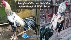 Ayam wido atau jalak adalah keturunan terakhir dari tahta/kelas kerajaan ayam, pemegang gelar prajurit perang. 71 Gambar Ayam Wido Juara Terbaik Infobaru