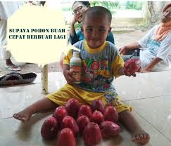 Tanaman sayuran buah yang paling banyak ditanam di dalam pot adalah tomat. Cara Paling Mudah Supaya Pohon Buah Kembali Berbuah Dengan Cepat Kompasiana Com