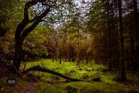 Forested forestry greenery nature scenery scenic trees. In The Woods A Bright Clearing