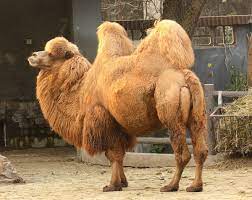 Diet camels have played an enourmous part in the lives of many people for at least four thousand years the camel is capable to drink one third of its body weight in 10 minutes. Bactrian Camel Wikipedia