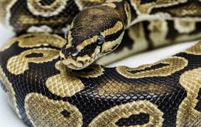 نتیجه جستجوی لغت [python] در گوگل