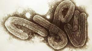 Previous marburg virus outbreaks have seen fatality rates of up to 88 per cent. Infektionskrankheiten Touristin Stirbt An Gefahrlichem Marburg Virus Welt