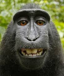 In addition to the mission of introducing variety themes about indonesia, we also want to build a caring of our fans & friends for preservation. 10 Wild Native Animals That Live In Indonesia