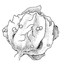 Image result for Dysphania schraderiana