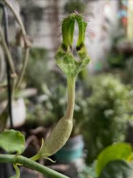 Image result for Ceropegia nutans