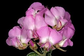 Image result for Podalyria