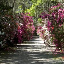 Pin On Flowers And Gardens