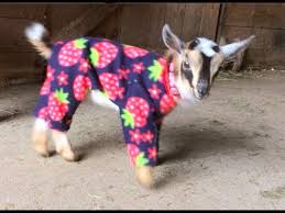 13 Baby Goat Videos More Important Than Whatever Else You Re Doing
