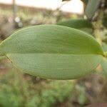 Image result for Rhipidoglossum densiflorum