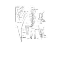 Image result for Leptochloa coerulescens