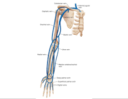 Your wenis (no, really, i heard that from my science teacher)(and she said its another name for your back of your elbowso its call your wenis! Elbow Arm Anatomy