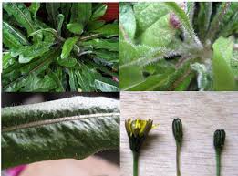 One that probably had domestic cats with big ears used in it's ancestry. Dentifying Factors Of Spotted Catsear False Dandelion The Leaves Are Oblong And Don T Have A Jagged Edge Taraxacum Officinale Edible Wild Plants Plants