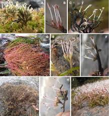 Image result for Tristicha trifaria