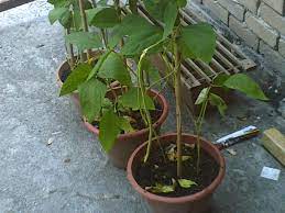 Oleh itu, penyiraman yang disyorkan cukuplah hanya sekadar dua kali sehari pada waktu pagi dan petang. Tanamsendiri Com Grow Your Own Tanam Sendiri Kacang Panjang Dalam Pasu
