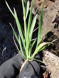 Image result for Holcus