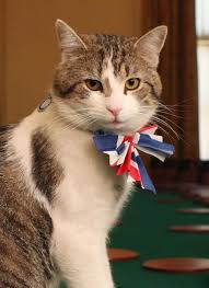 When you come to the adoption center, you will fill out an application and a volunteer will interview you and ask about your adoptions at 25 dove st (the king street cat home) are every saturday and sunday from 1:30 to 4:30 pm. Larry Cat Wikipedia