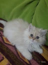 Anne Iran Himalaya Baba Chinchilla Kedi Yavrulari Petcim Com Kedi Yavru Kediler Babalar
