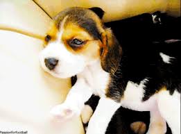 Find & download free graphic resources for beagle puppy. 22 Photos Of Beagle Puppies That Will Make Your Heart Stop With Cuteness Sheknows