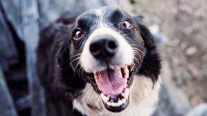 Entspricht die schecker hundefutter der qualität, die sie in dieser preisklasse haben möchten? Bellfor Nahrungserganzung Fur Hunde Gegen Zecken Apotheke Blog