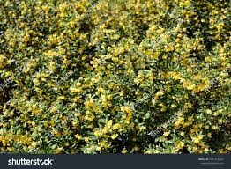 Image result for Berberis verruculosa