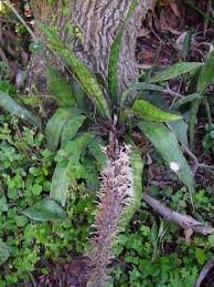 Image result for Sansevieria hyacinthoides