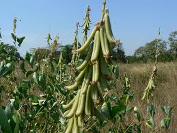 Image result for Crotalaria juncea