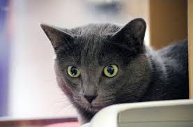 Please Excuse Me For Hiding Behind My Litter Box You See I Just Got To Texas Cares So I M Still A Little Scared Becau Animal Rescue Litter Box Get To Know