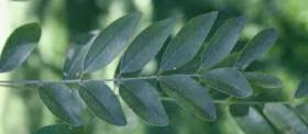 Image result for Cassia abbreviata