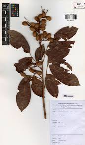 Image result for Connaraceae