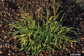 Image result for Bromus