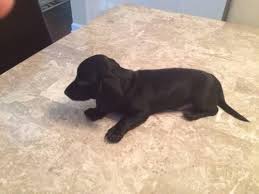 Only guaranteed quality, healthy puppies. Dachshund Pets And Animals For Sale North Carolina