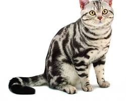 American Shorthair cat