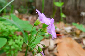 Image result for Oxalis semiloba