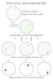Check spelling or type a new query. Mutations Drivers Of Evolution Disease Doug Koshland