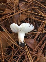 Image result for Russula perlactea