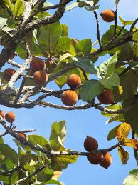 Image result for Pouteria altissima