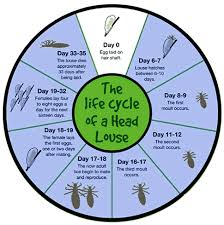 Image result for lice life cycle