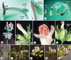 Image result for Caprifoliaceae