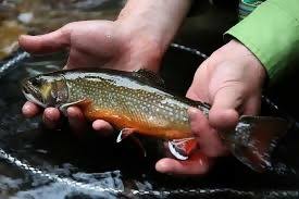 Destination Highlight Penns Creek Pa Catch Release Section
