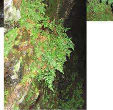 Image result for Blotiella bouxiniana