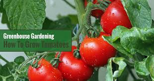 Check spelling or type a new query. How To Grow Tomatoes In A Greenhouse Greenhouse Emporium