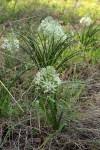 Image result for Ornithogalum pulchrum
