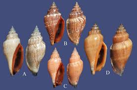 Image result for Canarium