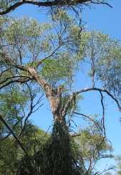 Image result for Acacia rovumae