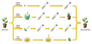 Check spelling or type a new query. Plant Tissue Culture