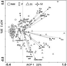Image result for Otiophora pycnostachys