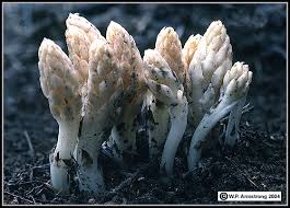 Download this free picture about mushrooms white fungus from pixabay's vast library of public domain images and videos. Fungus Flowers
