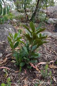 Image result for Tabernaemontana inconspicua